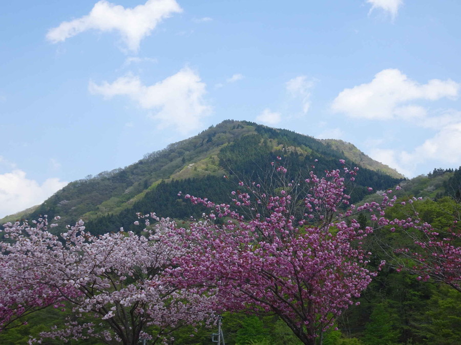 桜と山