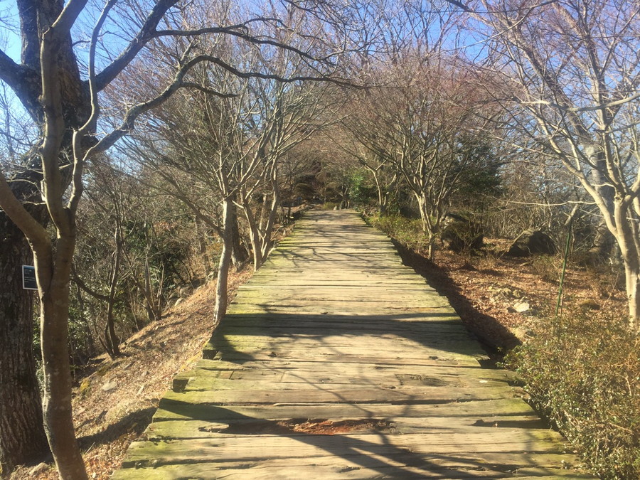 山の遊歩道